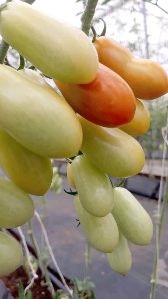 our cherry tomatos